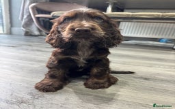 Cocker Spaniel dogs for sale: READY NOW Kcreg show cocker spaniels health tested in Brighouse - Image 3
