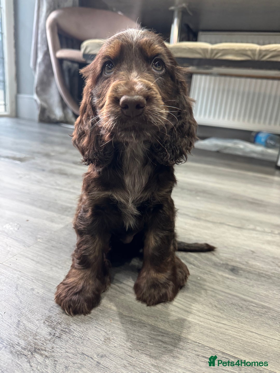 Cocker Spaniel dogs for sale: READY NOW Kcreg show cocker spaniels health tested in Brighouse - Image 3
