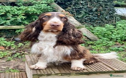 Cocker Spaniel dogs for sale: KC Reg Show Type Cocker Spaniel Pups. Family Home  - Image 6