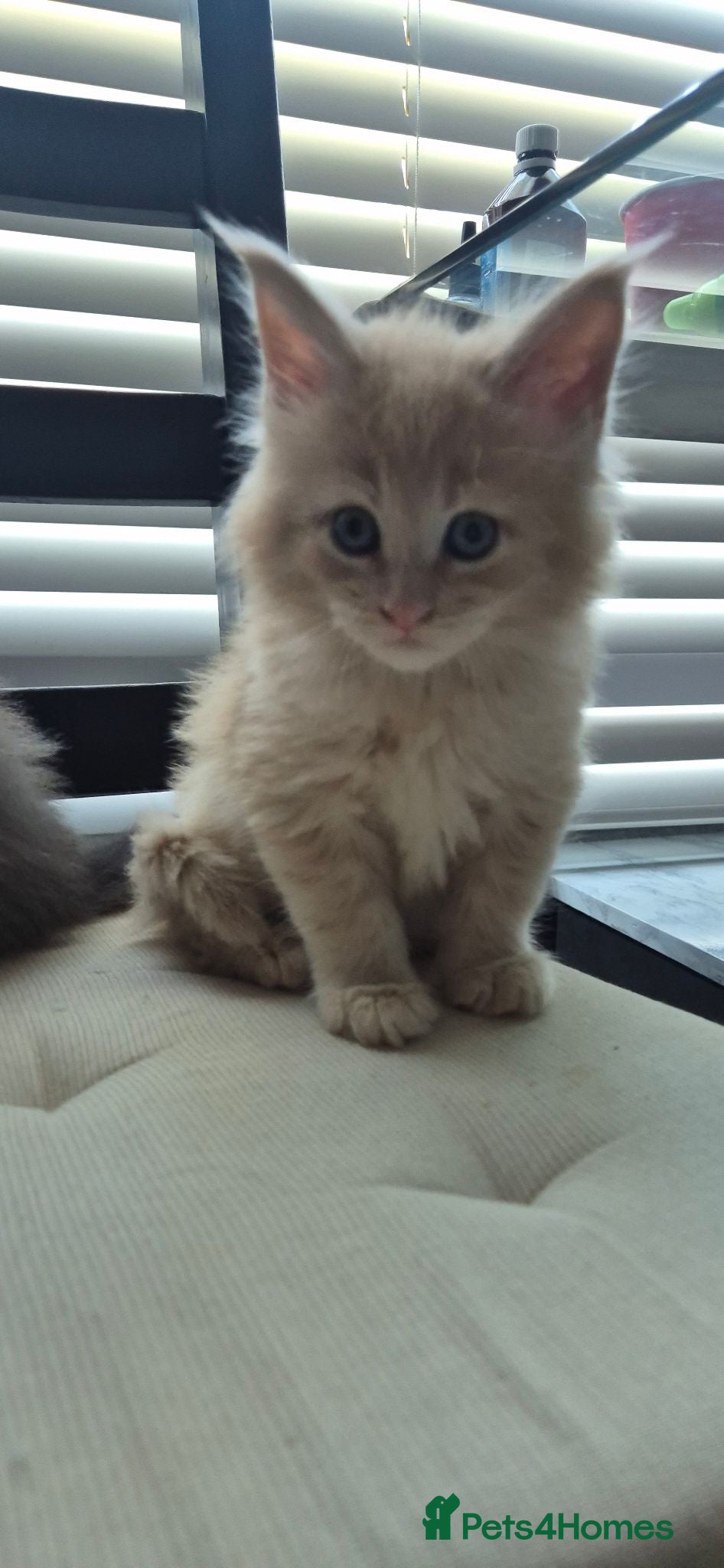 Maine Coon cats Maine Coon kittens Glasgow TICA REGISTERED  - Advert 2