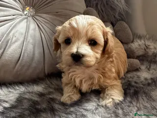 Maltipoo dogs Teddy Bear Maltipoo puppies - Advert 5