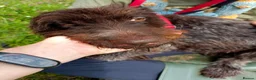 German Wirehaired Pointer dogs for adoption: Lucy, GWP Podenco cross, aged 3 - Advert 7