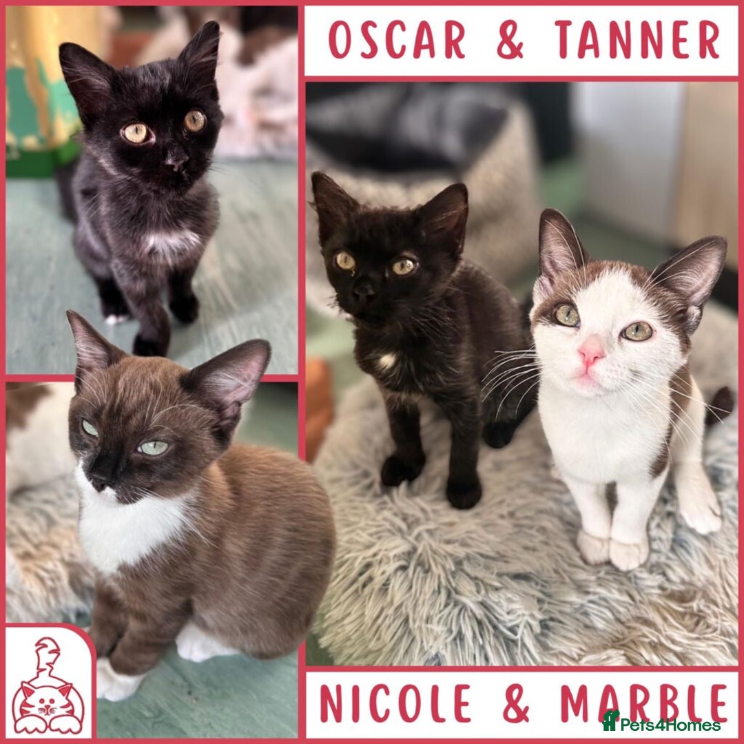 British Shorthair cats for sale: Myrtle marble cat - Advert 2