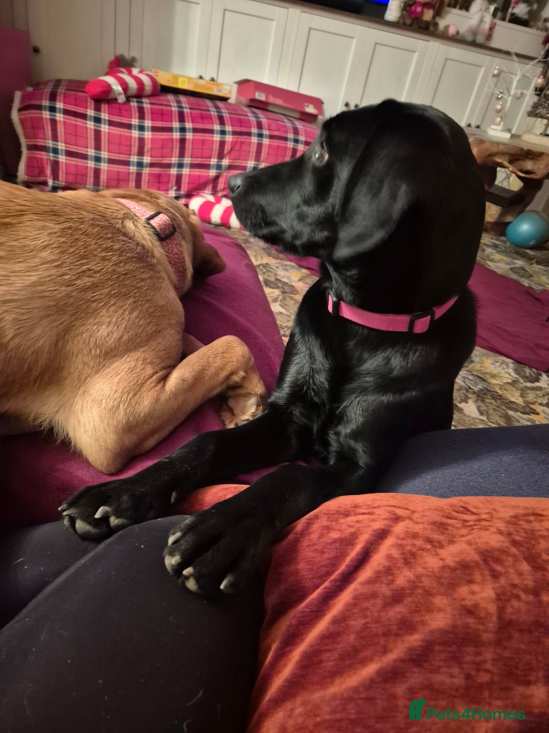 Labrador Retriever dogs for sale: Black labrador - Advert 11