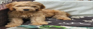 Golden pup
