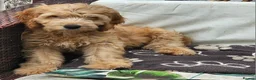 Cockapoo dogs for sale: Last Two Gorgeous Cockapoo Pups - Advert 12