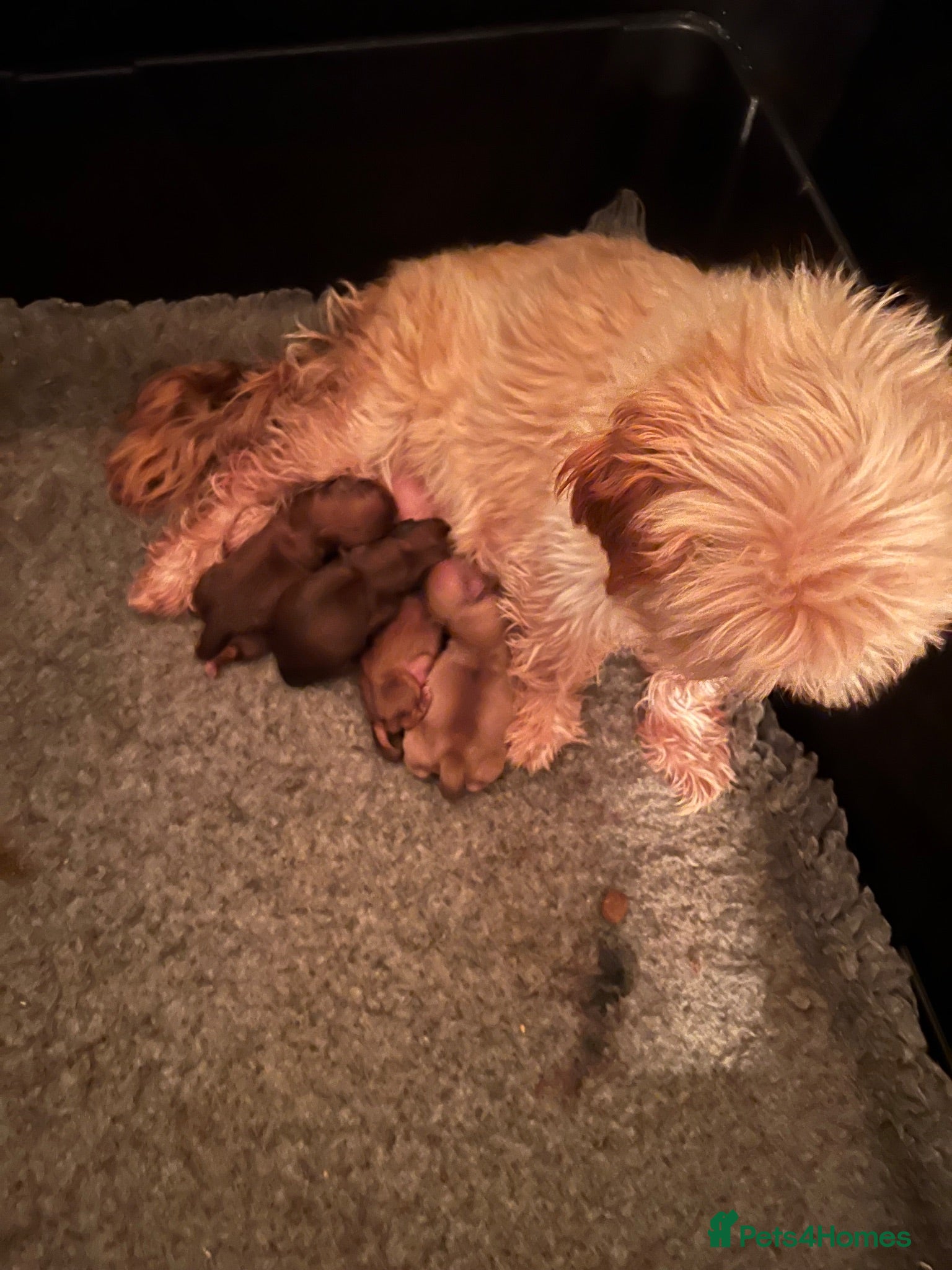 Shih Tzu dogs Imperial shin tzu pups - Advert 1