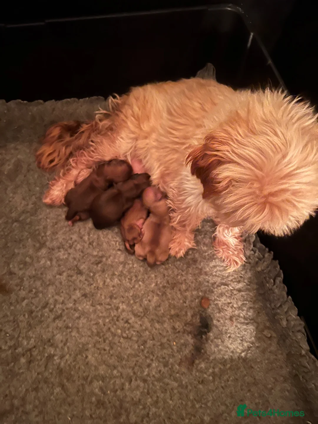 Shih Tzu dogs for sale: Imperial shin tzu pups - Advert 1