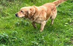 Golden Retriever dogs for sale: Golden retriever male - Advert 3