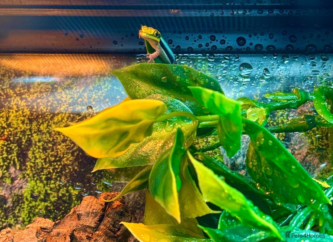 Gecko reptiles for sale: X2 Neon Day Geckos With Full Set Up - Advert 1