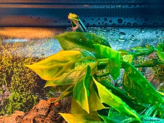 Gecko reptiles X2 Neon Day Geckos With Full Set Up - Advert 7