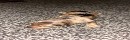 Dachshund dogs for sale: Dachshund puppies - Advert 4