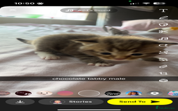 Maine Coon cats for sale: maincoon cross british shorthair  - Image 4