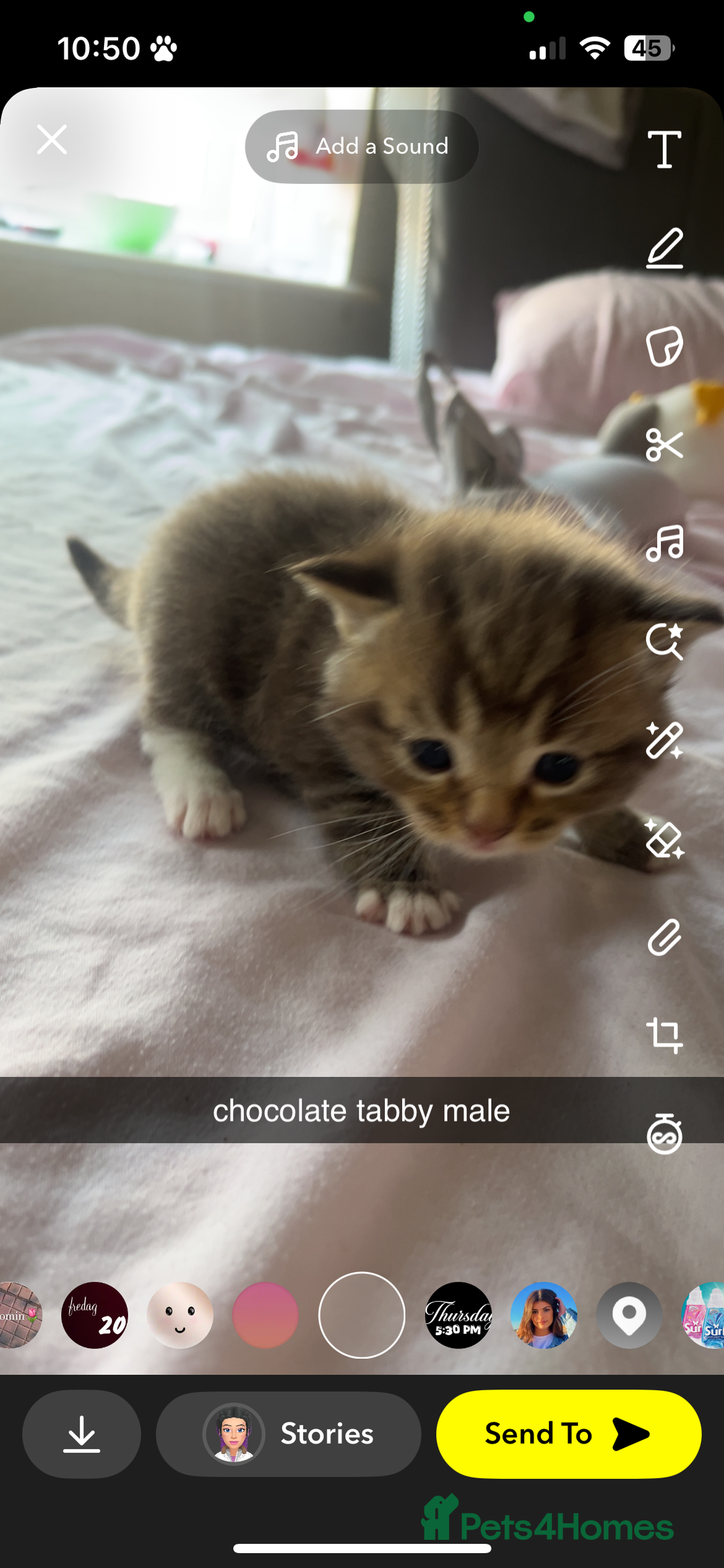 Maine Coon cats for sale: maincoon cross british shorthair  - Image 4