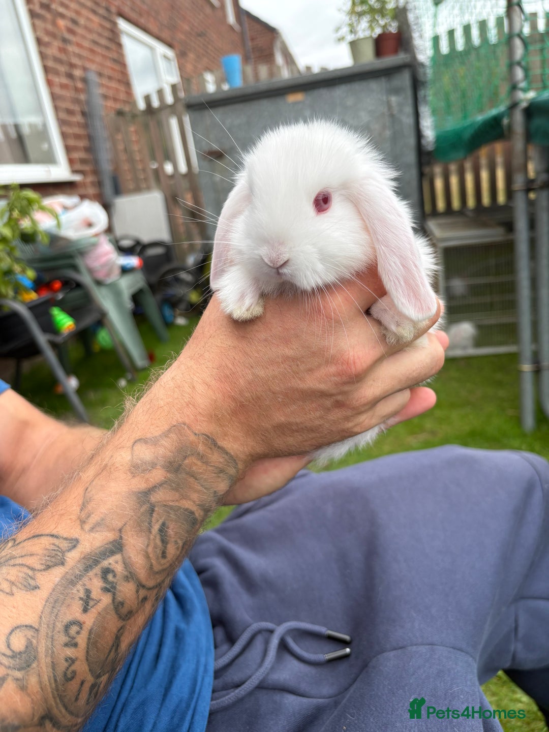 Mini Lop rabbits for sale: Mini lop babies  - Image 4