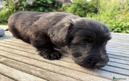 Skye Terrier dogs for sale: Skye terrier puppies lovely chunky rare breed pups - Image 2
