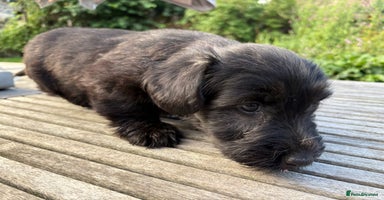 Skye Terrier dogs - Advert 1