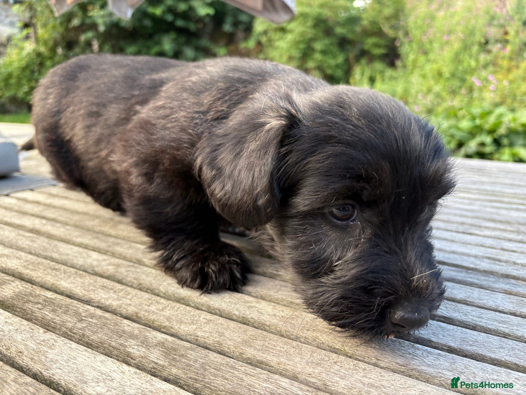 Skye Terrier dogs for sale: Skye terrier puppies lovely chunky rare breed pups - Image 2