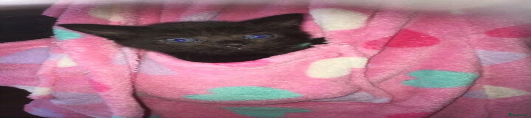 Mixed Breed Kitten 2