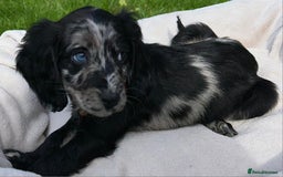 Cocker Spaniel dogs for sale: 3 beautiful working cocker spaniel puppies  - Image 5