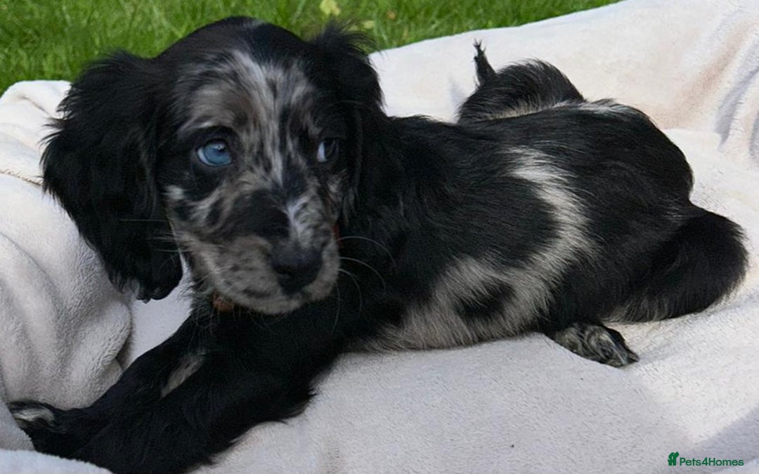 Cocker Spaniel dogs for sale: 3 beautiful working cocker spaniel puppies  - Image 5