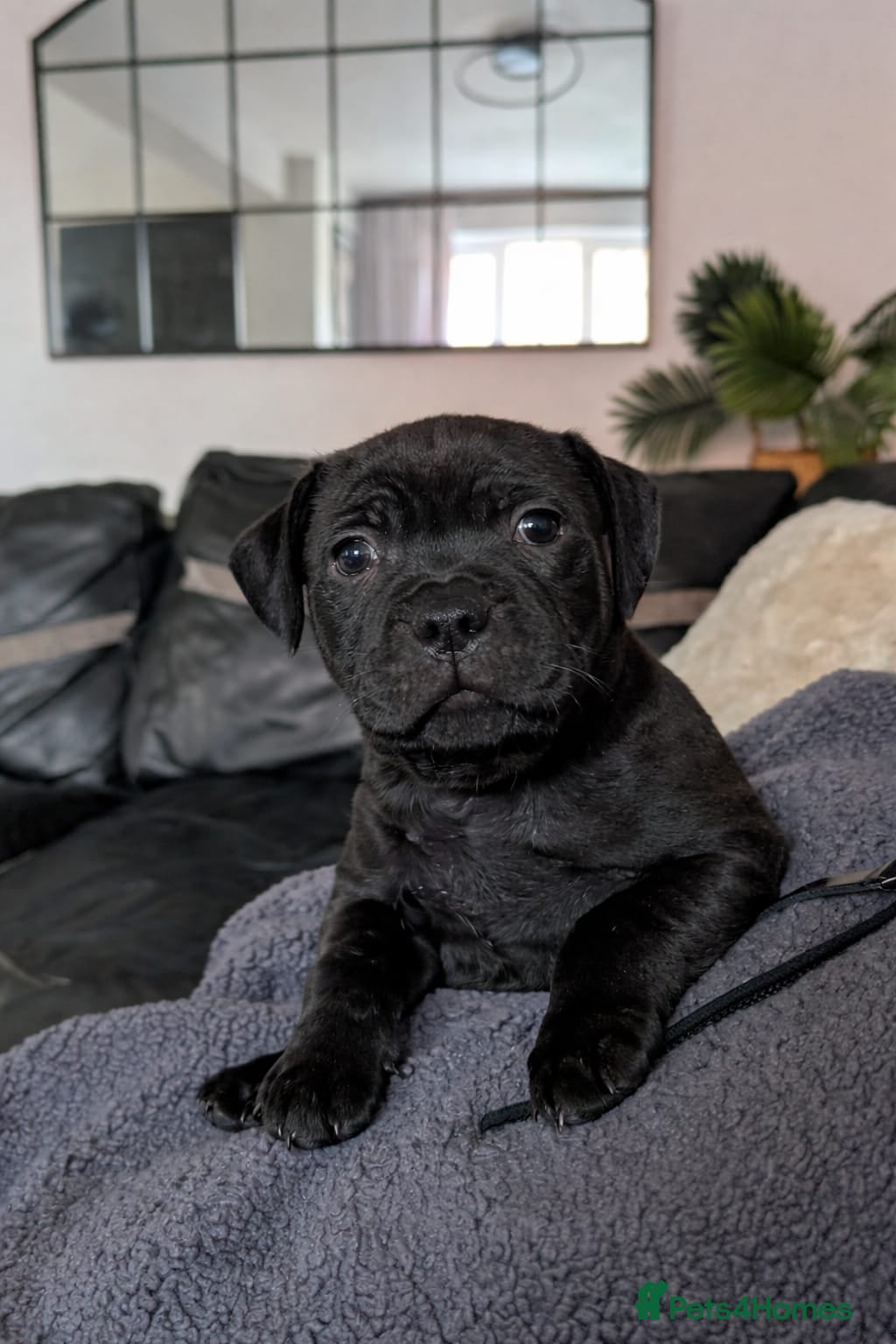 Staffordshire Bull Terrier dogs **VALGLO CHAMPION STAFFORDS - LAST 4 REMAINING** - Advert 6