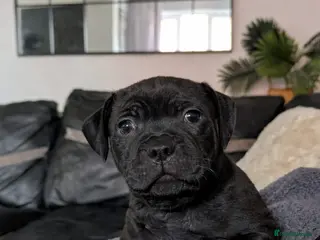 Staffordshire Bull Terrier dogs **VALGLO CHAMPION STAFFORDS - LAST 4 REMAINING** - Advert 6