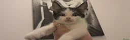 Mixed Breed cats for sale: Kitten looking for loving home in Abingdon - Advert 8