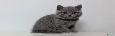 British Shorthair - Blue