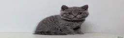 British Shorthair cats for sale: Beautiful British Shorthair/Longhair Kittens - Advert 5
