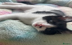 British Shorthair cats for sale: 2 BSH available next week for their forever family - Image 3