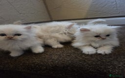 Persian cats for sale: 🌟 Trio of Precious, Purebred Persian Kittens🌟 - Image 1