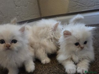 Persian cats - Advert 19