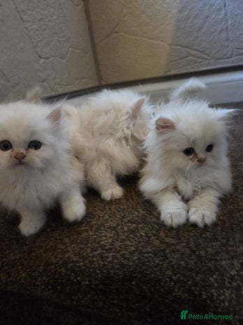 Persian cats - Advert 4