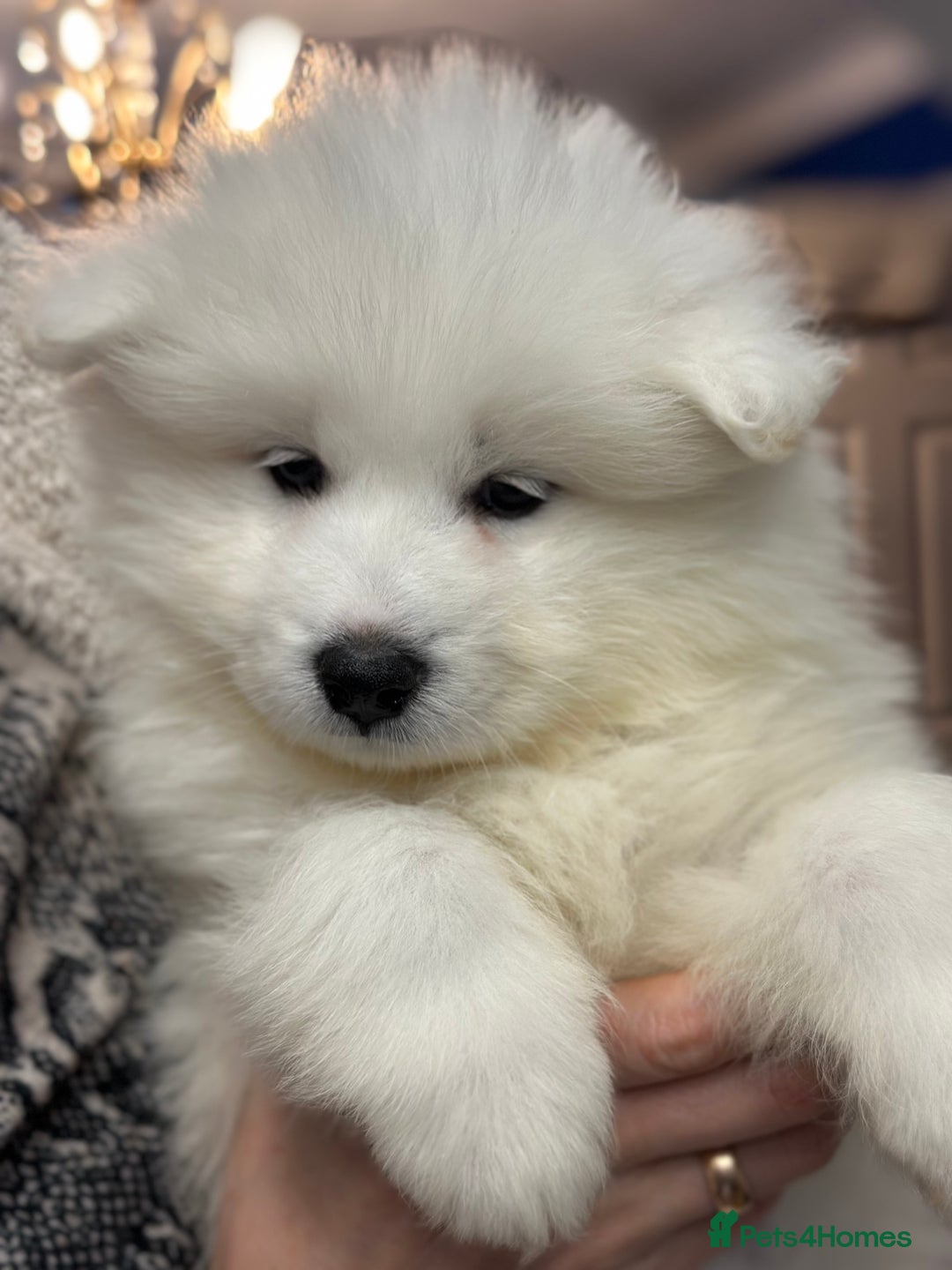 Samoyed dogs for sale: Samoyed Puppies — Ready for Their New Homes Now! - Advert 22