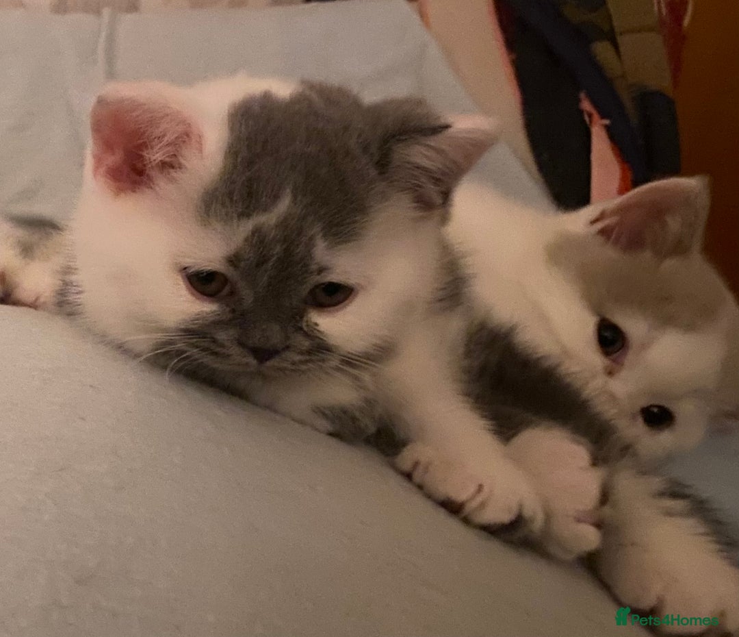 British Shorthair cats for sale: Fabulous mini Dad boy! GCCF IGrCh, GrCh & Ch lines - Image 5