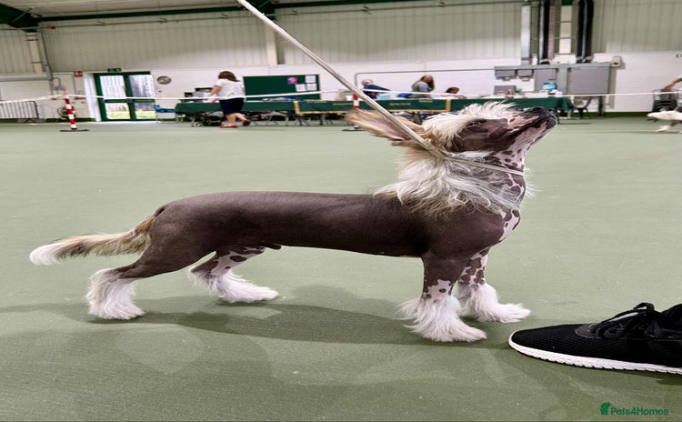 Chinese Crested dogs in Mitcheldean - Advert 2