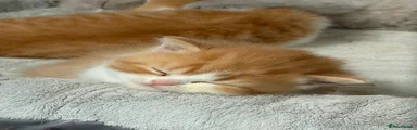Red & White Female 