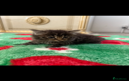 Mixed Breed cats for sale: Beautiful kittens for sale  - Image 1