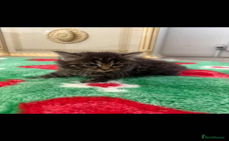 Mixed Breed cats - Advert 3