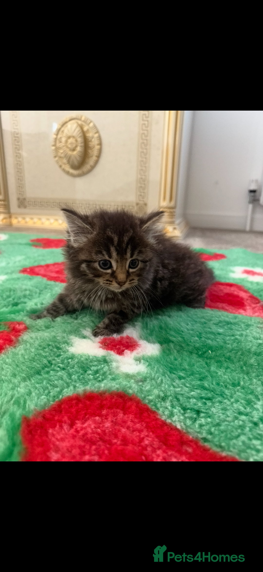 Mixed Breed cats for sale: Beautiful kittens for sale  - Image 1