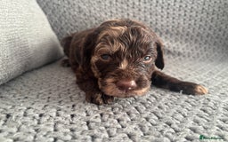 Cockapoo dogs for sale: F1 Cockapoo puppies  - Image 17