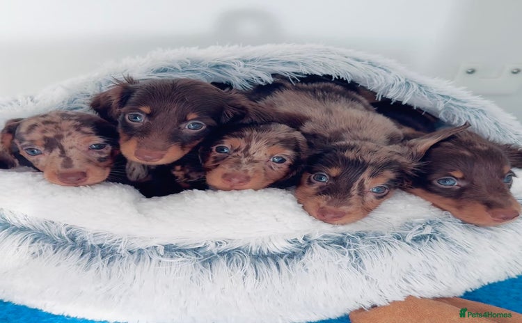 Miniature Dachshund dogs - Advert 2