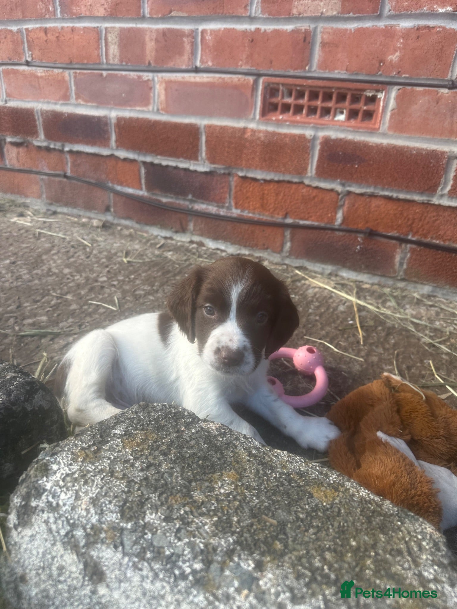 Cocker Spaniel dogs 2 gorgeous female cocker spaniel puppies ❤️🐶 - Advert 2