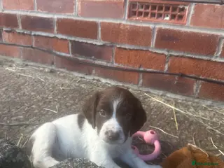 Cocker Spaniel dogs 2 gorgeous cocker spaniel puppies ❤️🐶 - Advert 2