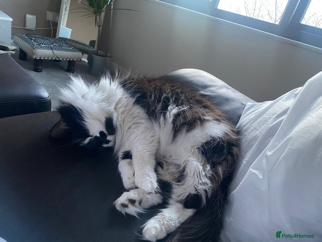 British Longhair cats for sale: Meet Tinca - Image 10