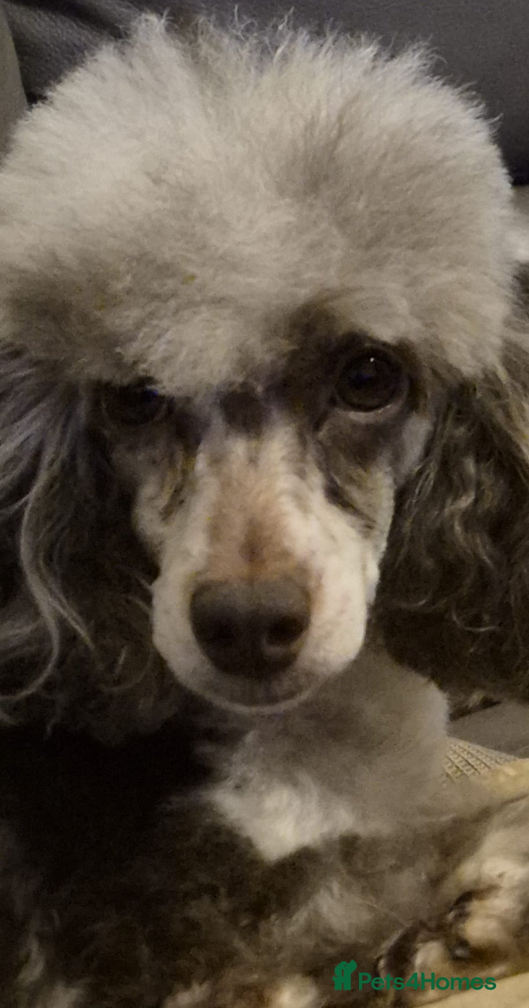 Shihpoo dogs for sale: Beautiful Chocolate & Tan Girl Ready Next Week  - Image 14