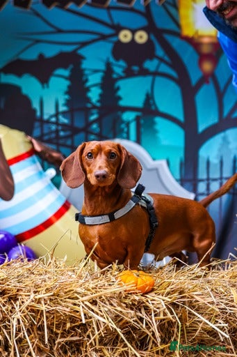 Miniature Dachshund dogs Richie proven and ready to stud. in Liverpool - Advert 3