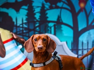 Miniature Dachshund dogs in Liverpool - Advert 13