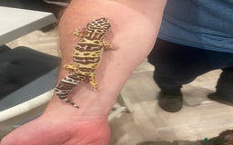 Leopard Gecko reptiles for sale: Female leopard gecko  - Image 2